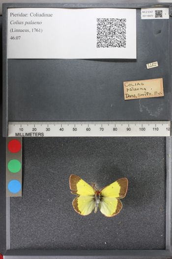 Media type: image;   Entomology 118970